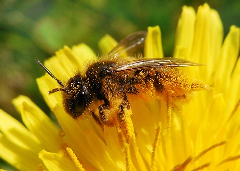 Med a včelařství