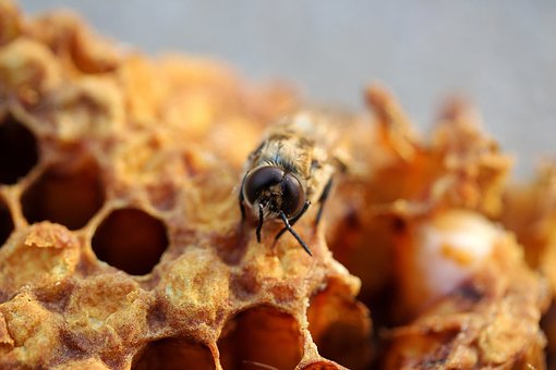 Mezistěny včelám ušetří práci