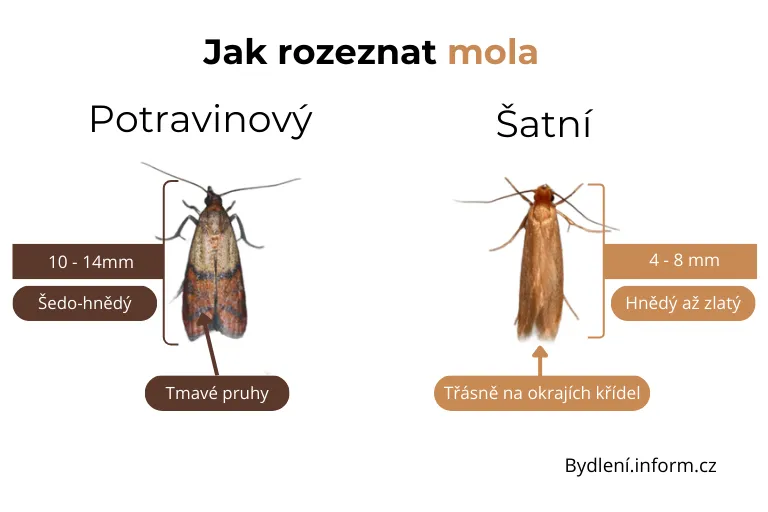 Jak rozeznat Mola