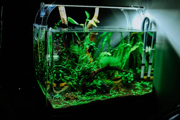 Rostlinná akvária: Jak založit rostlinné akvárium svépomocí