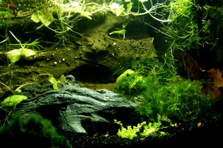 vodni rostliny akvarium