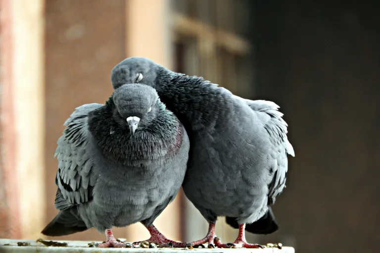 Jak se zbavit holubů na balkoně? Pomůže vám 7 tipů a triků!
