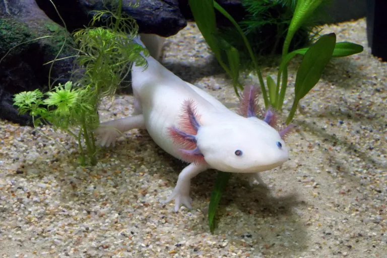 Vodní dráček je zajímavý mazlíček. Jak chovat axolotla doma?