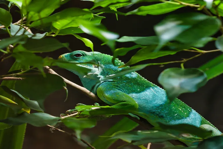 leguan_male_zvire