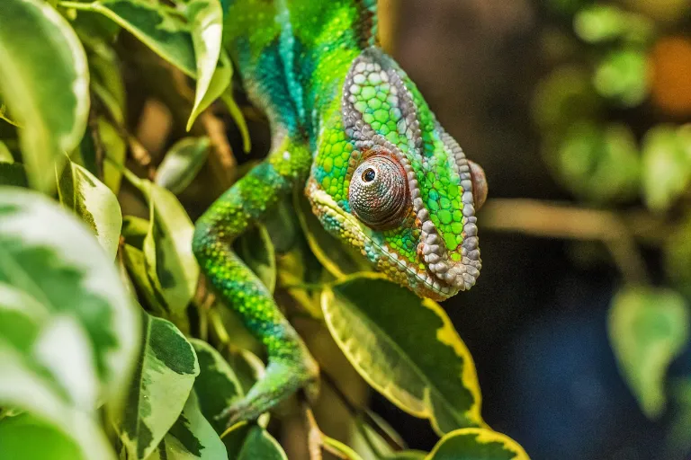 chameleon_Chov