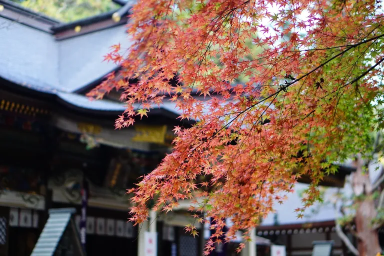 wabi sabi firmy