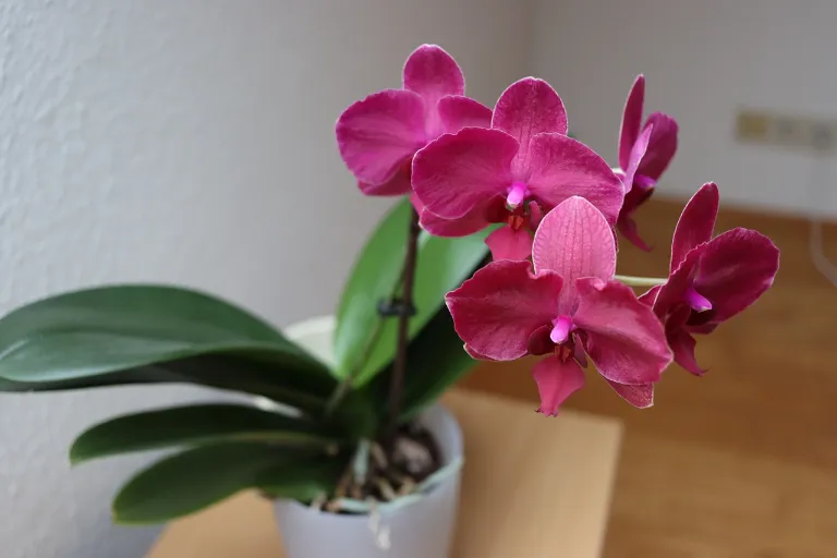 orchidej_v_kvetinaci