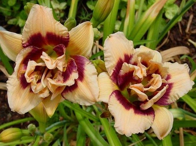 Pěstování květin je koníček, ale i zábavná věda