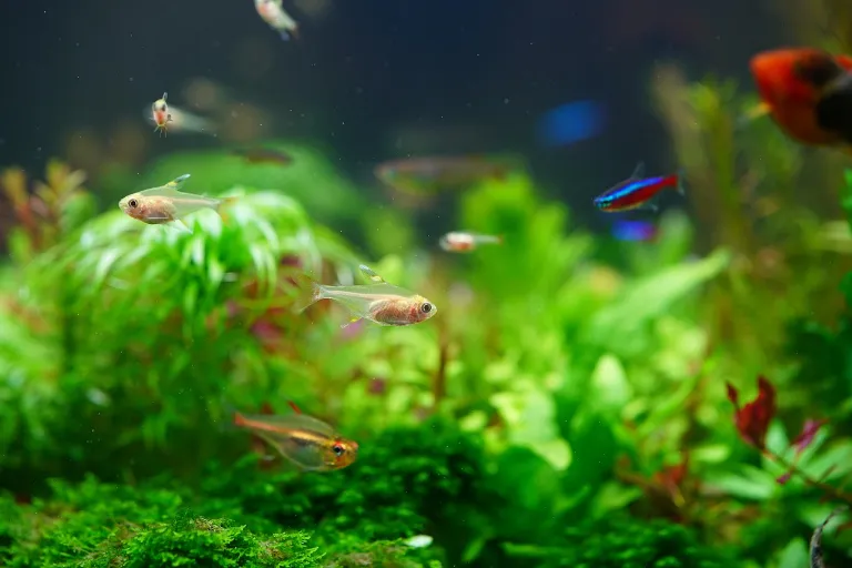 Tentokrát přežiju! Odolné akvarijní rybičky i pro nejmenší